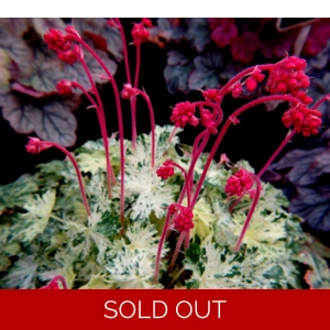 Heuchera 'Hercules'